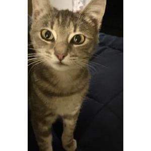 Lost Cat Lua