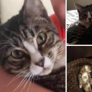 Lost Cat Fonzi