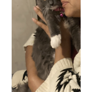 Lost Cat Mona