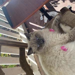Lost Cat Vinny