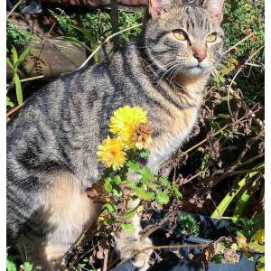 Lost Cat Okra