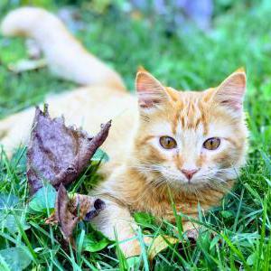 Lost Cat Thor