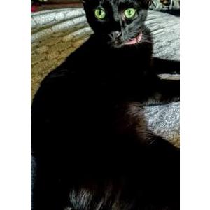 Lost Cat Jay jay