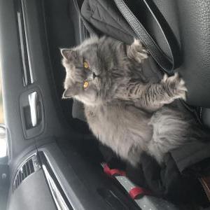 Lost Cat Petals