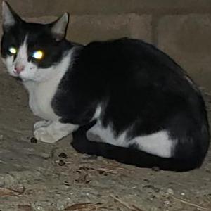 Lost Cat Buddy mojo