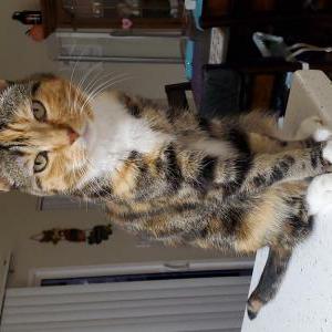 Lost Cat Shiloh
