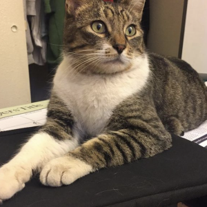 Lost Cat Augusten