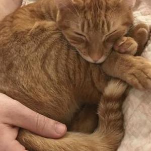 Lost Cat Iggy Vigil