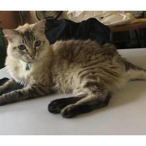 Lost Cat Artemis