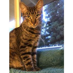 Lost Cat Ash