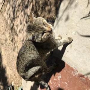 Found Cat unknown