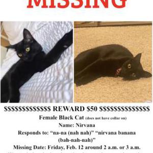 Lost Cat Nirvana