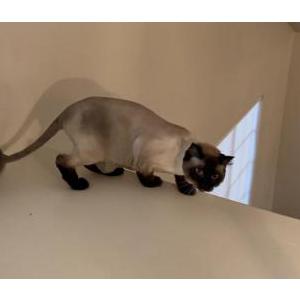 Lost Cat Smokey