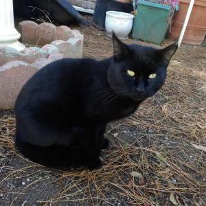 Found Cat Unknown