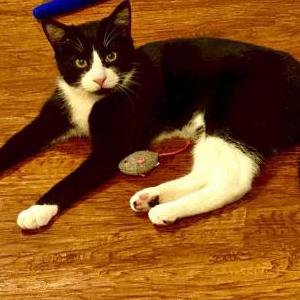 Lost Cat Stormi