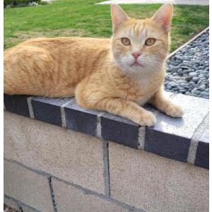 Lost Cat Leo