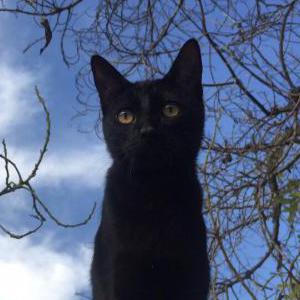 Lost Cat Luna