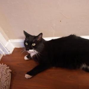 Lost Cat Lou