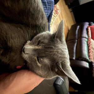 Lost Cat Luna