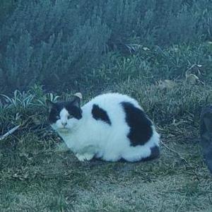 Lost Cat Chuck