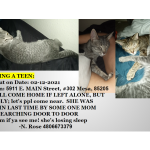 Lost Cat Gabby