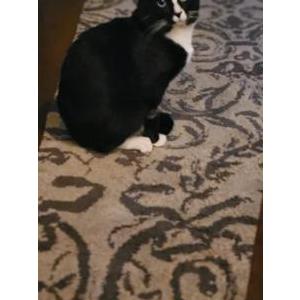 Lost Cat Chappie