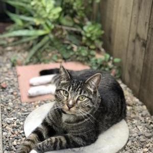 Lost Cat Franky