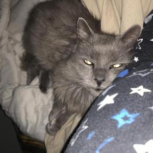 Lost Cat Fitha