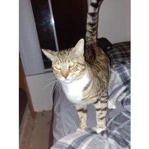 Lost Cat Sampson
