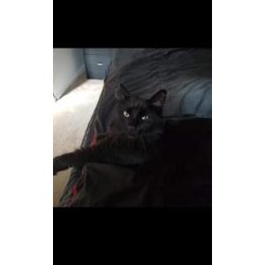 2nd Image of Kittis, Lost Cat