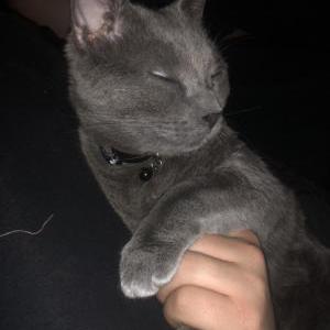 Lost Cat Storm