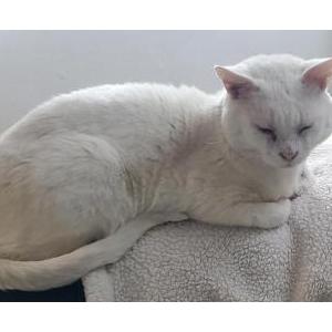 Lost Cat Ike