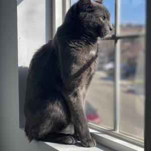 Lost Cat Dusty