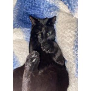 Lost Cat Lucy