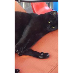 Lost Cat Juno