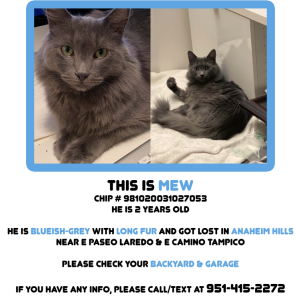 Lost Cat Mew