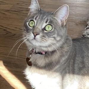 Lost Cat Luna