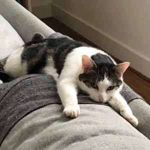 Lost Cat Mistake