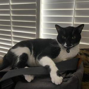 Lost Cat Leroy