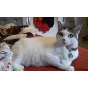 Lost Cat Rosie