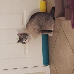 Found Cat Unkown