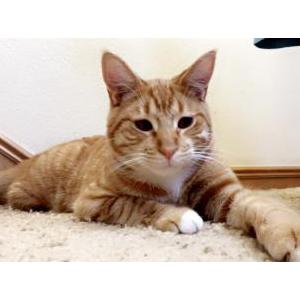 Lost Cat simba