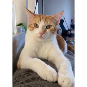 Lost Cat Roku