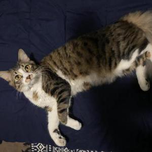 Lost Cat Zuko