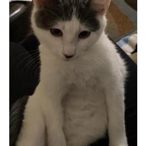 Lost Cat Jordan