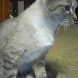 Lost Cat Baby