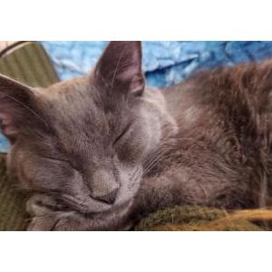 Lost Cat Poseidon