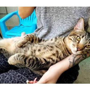 Lost Cat KT