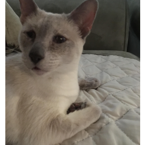 Lost Cat Cassie