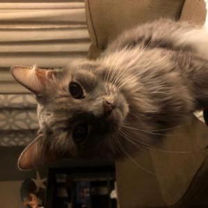 Lost Cat Cooper